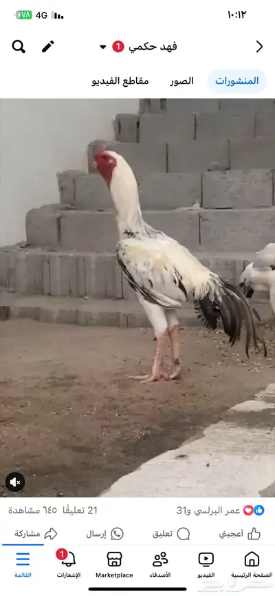 ديك حجازي ( فارسي ) ( تم البيع ) 2