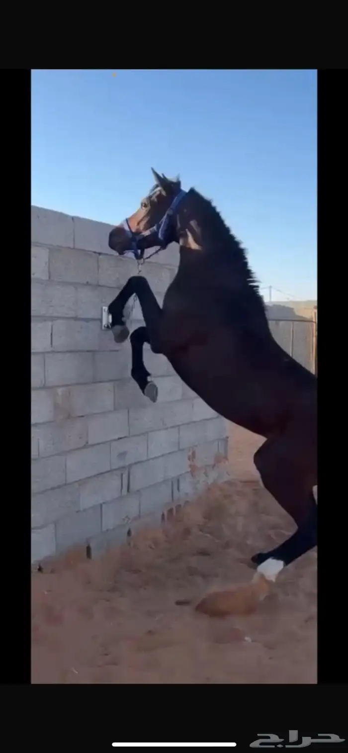 حصان شعبي شبيخ 0