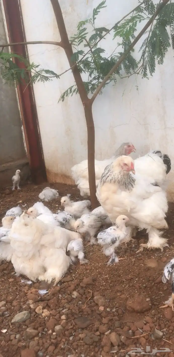 صيصان ابراهما للبيع 3