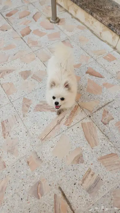 كلاب كلب بومرينيان كلاب صغيره 0