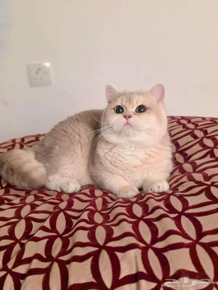 ذكر قولد لونق 1