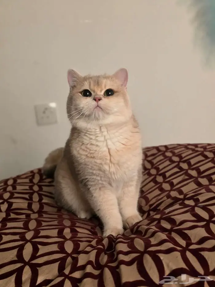 ذكر Ay12 لتزاوج 2