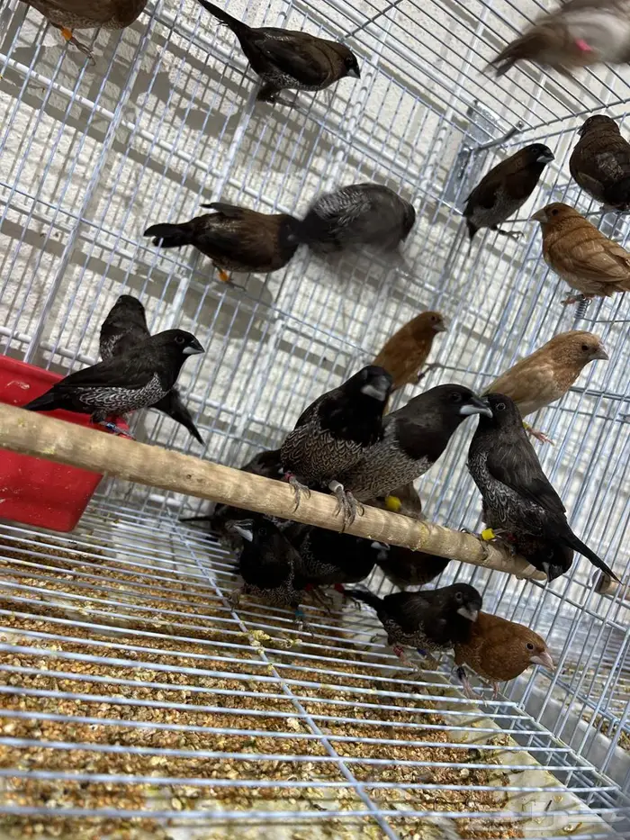 اجوز طيور بنقليز ( فنش) اوروبي حجم جامبو جملة قطاعي 0