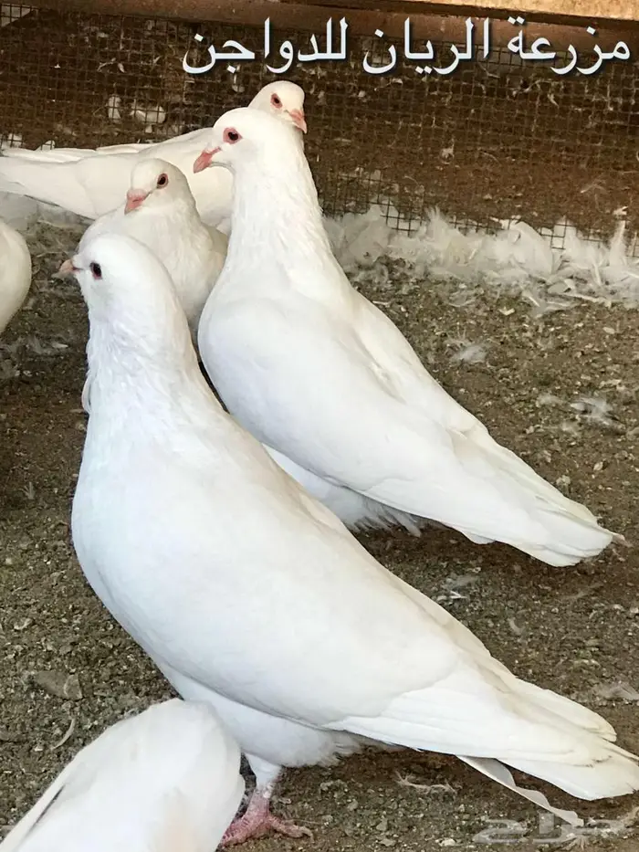 الحمام الفرنسي (الملكي) زغاليل اوزان من 800 جرام الى كيلو 4