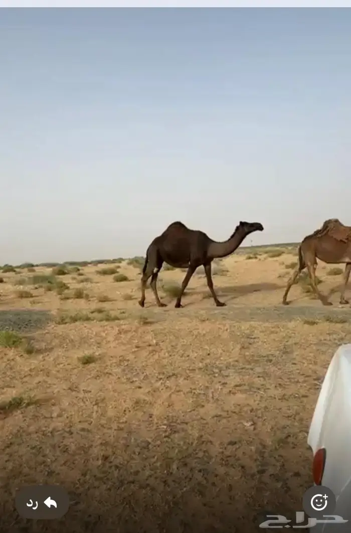 ضرية 0
