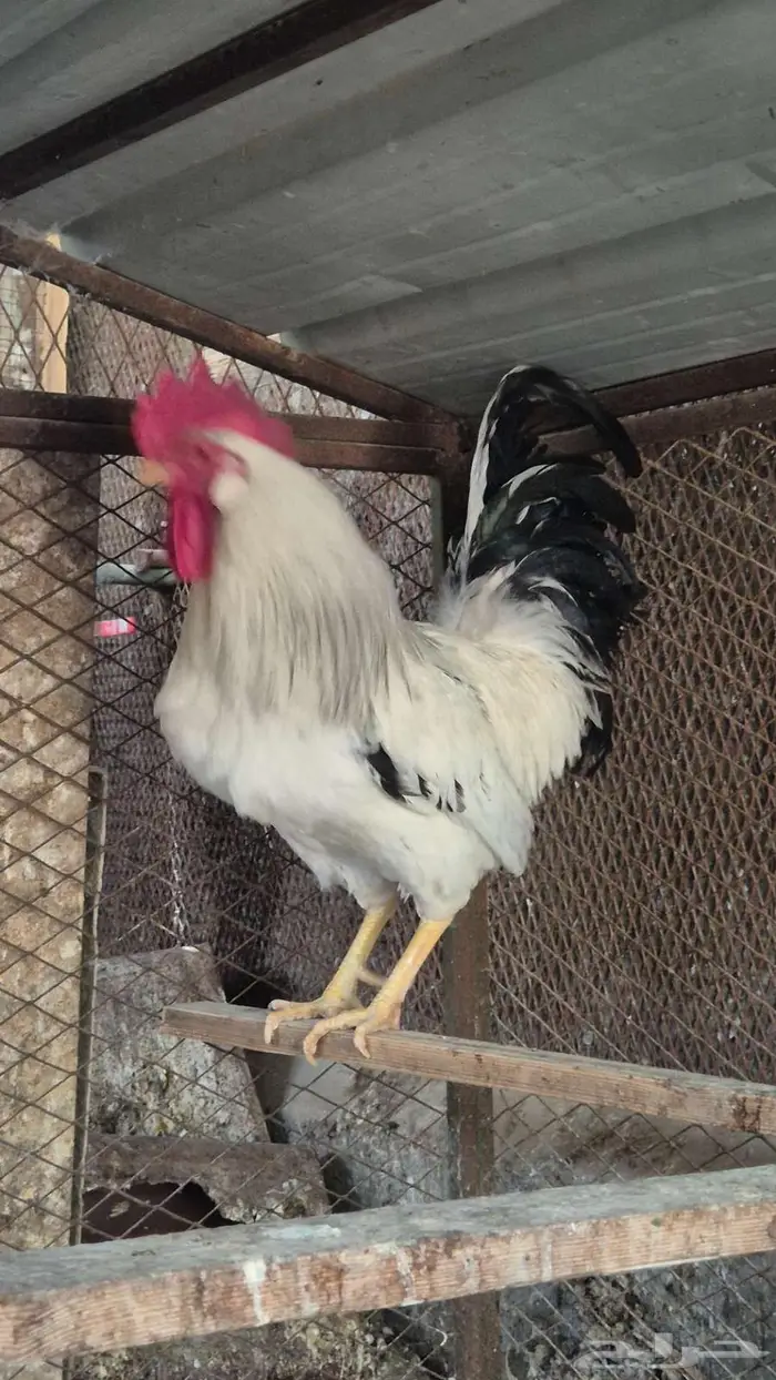 ديوك فرنسي كولمبي 4