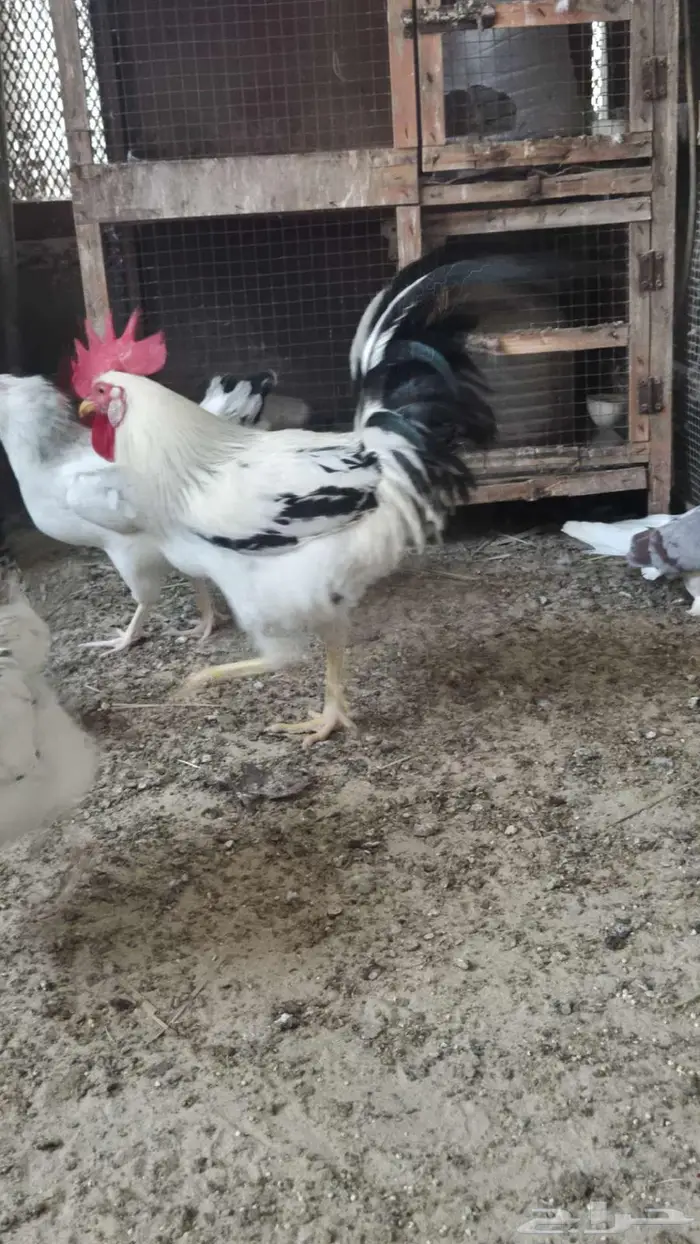 ديوك فرنسي كولمبي 5