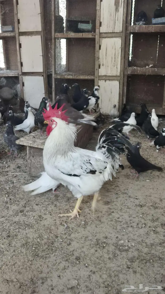 ديوك فرنسي كولمبي 9