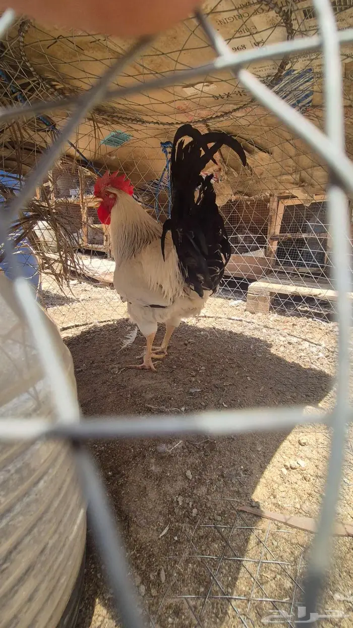 ديوك فرنسي كولمبي 3