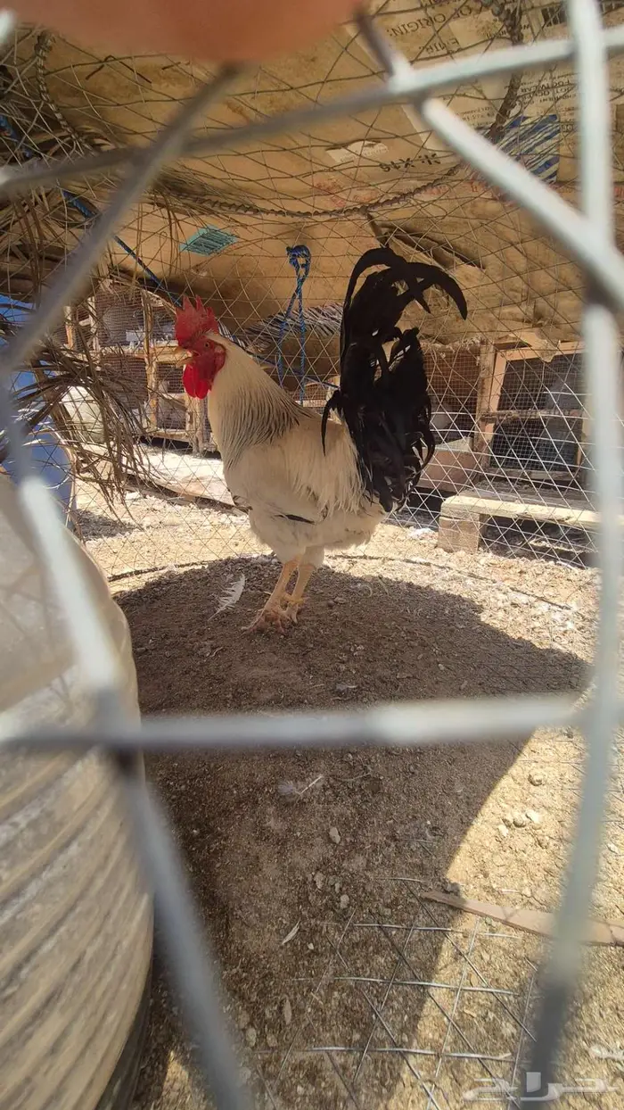 ديوك فرنسي كولمبي 7