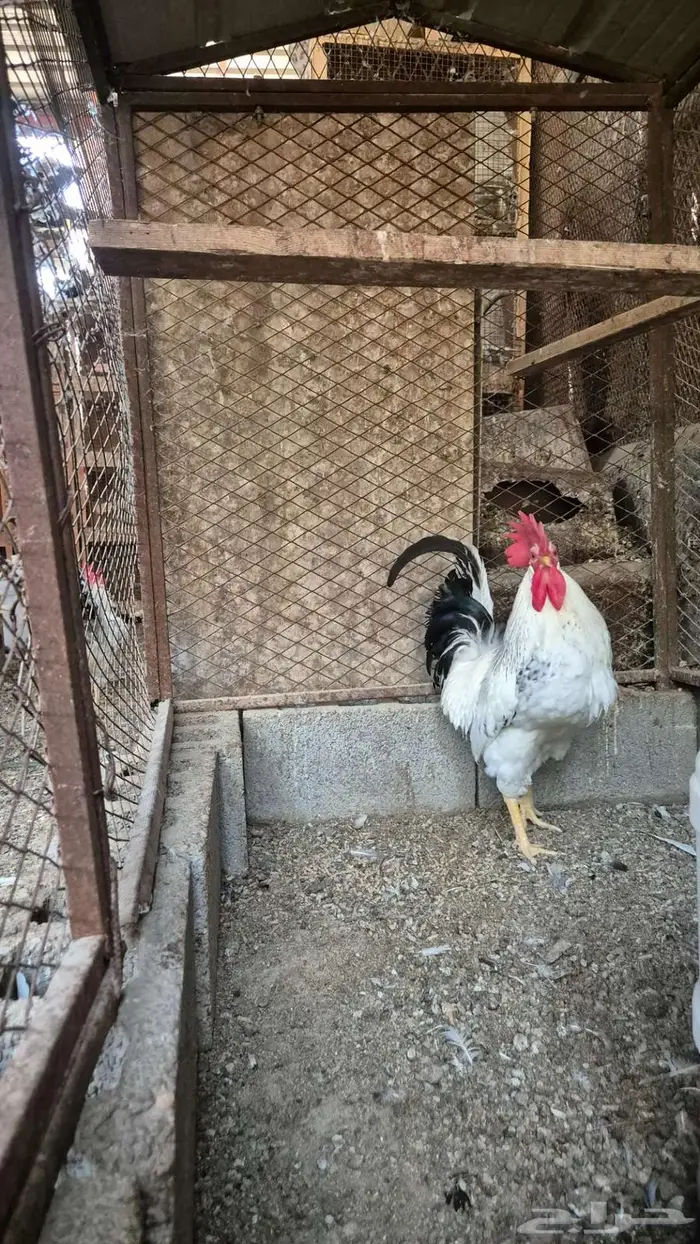 ديوك فرنسي كولمبي 2