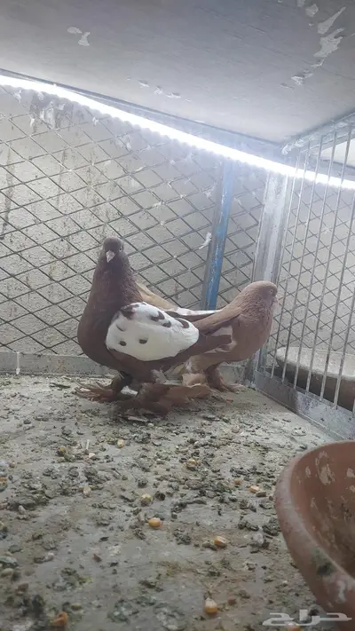 للبيع زوج ويست تم البيييع 3