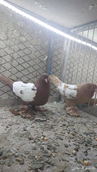 للبيع زوج ويست تم البيييع 5