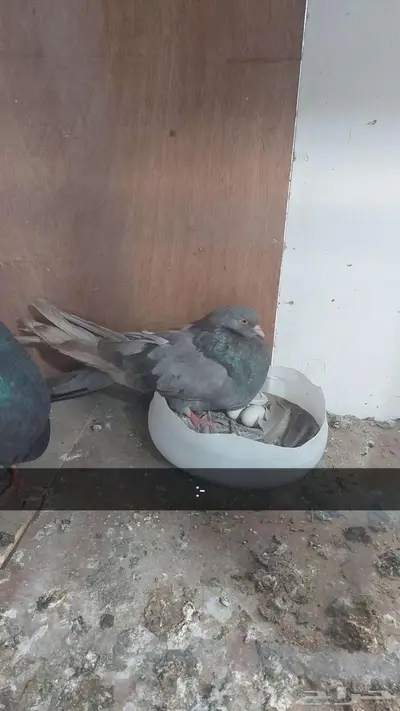 زوج نفاخ قلوبر تم البيييع 4
