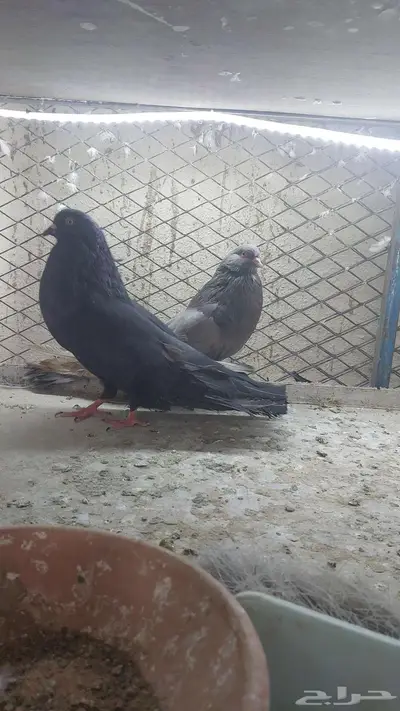 زوج نفاخ قلوبر تم البيييع 3