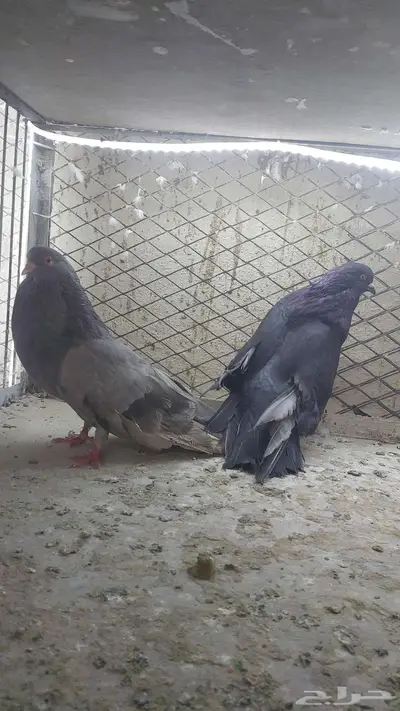 زوج نفاخ قلوبر تم البيييع 1
