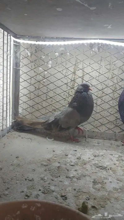 زوج نفاخ قلوبر تم البيييع 2
