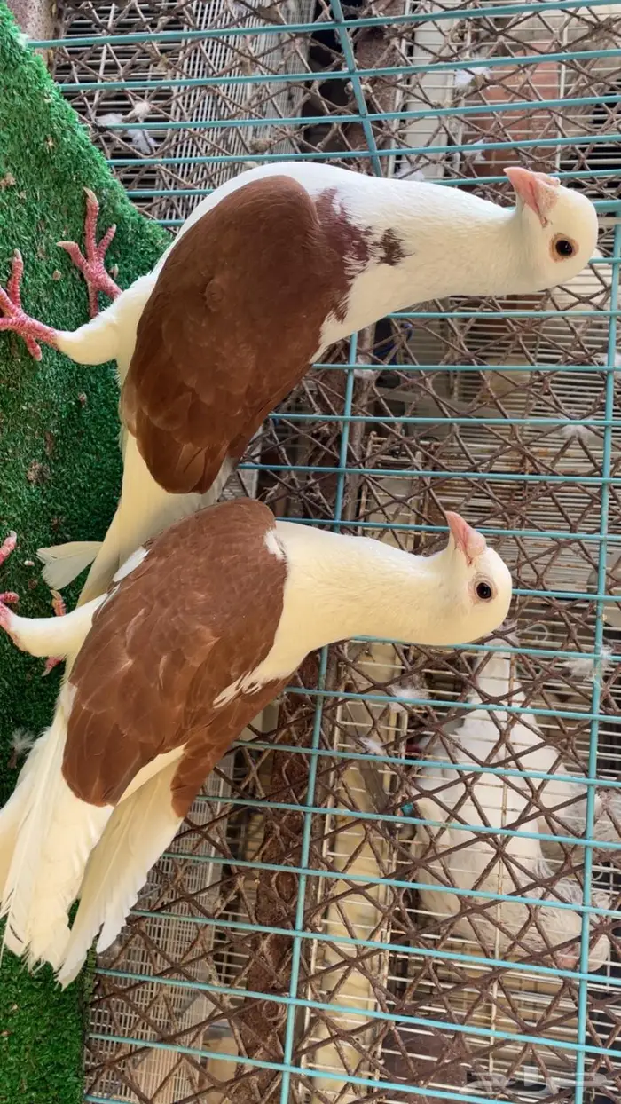 حمام زواجل مكتف 3
