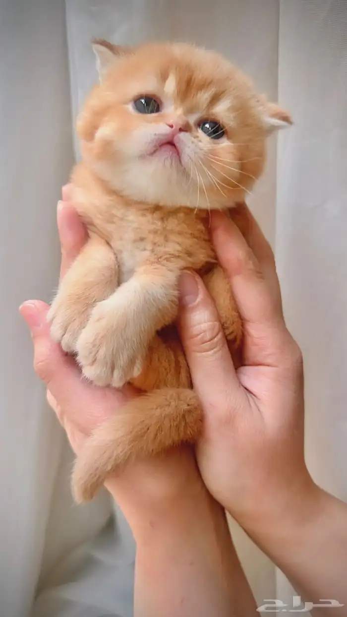 للتزاوج بسعر 200 قط برتش مسجل يوجد قطط للبيع من الانتاج 6