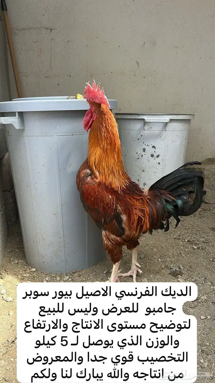 ديوك بيور سوبر جامبو دم صافي نخبة 0