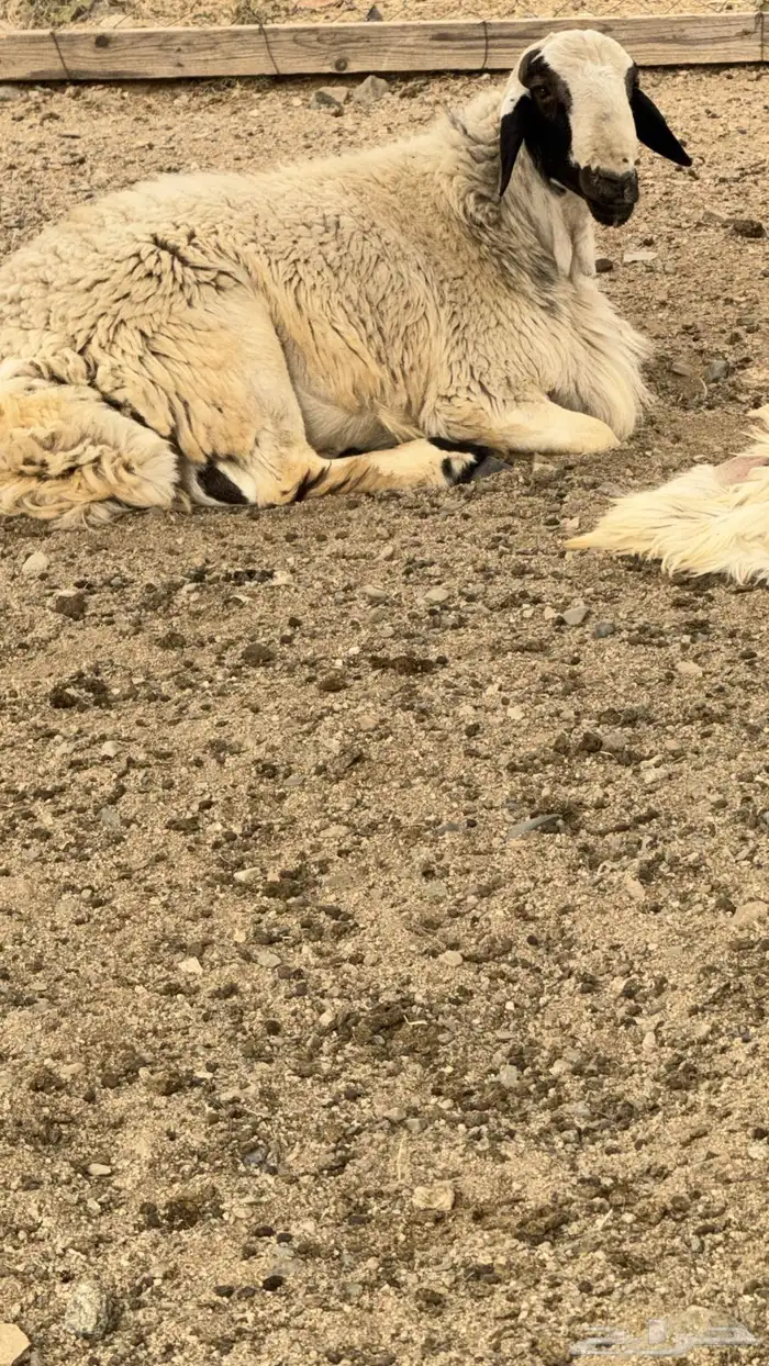 طلي مشروط من جميع الشروط ظراب مالطيه ولي يباه اضحيه يجي 2