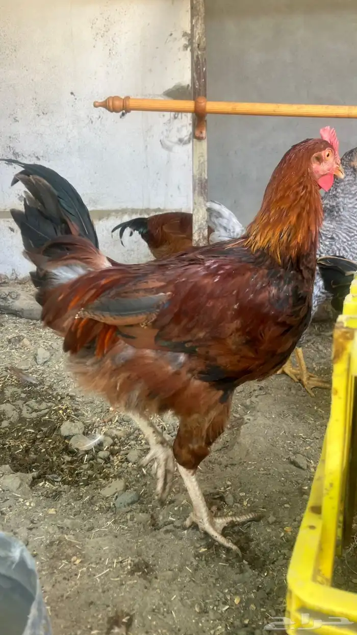 ديوك بيور سوبر جامبو دم صافي نخبة 4