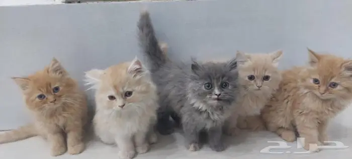 قطط صغيره للبيع 0