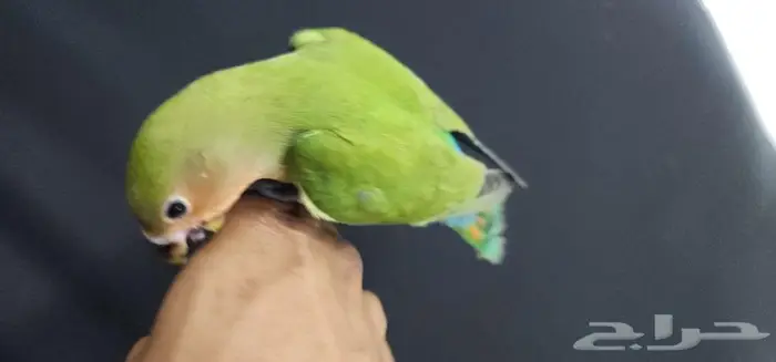ببغاء روز هدد اليف 3