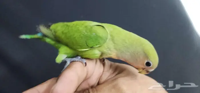 ببغاء روز هدد اليف 5