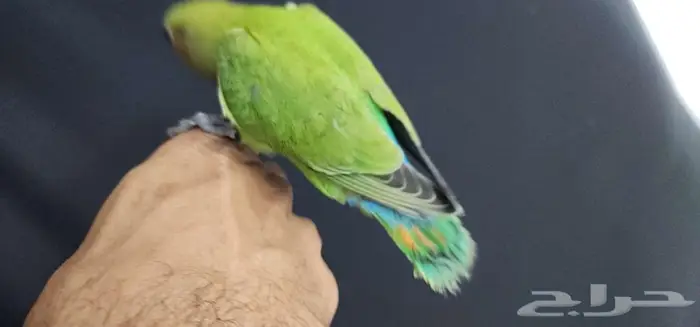ببغاء روز هدد اليف 6