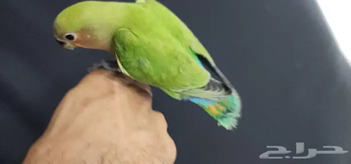 ببغاء روز هدد اليف 0