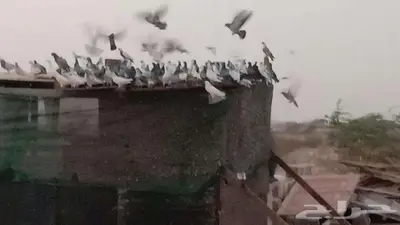حمام زاجل فرنسي باكستاني بلدي جروم للبيع 4
