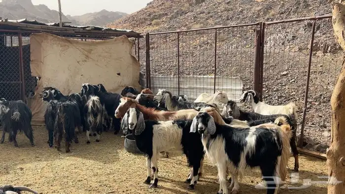 معزه عوارض ولد ومضريع ودفيع طيبه 4
