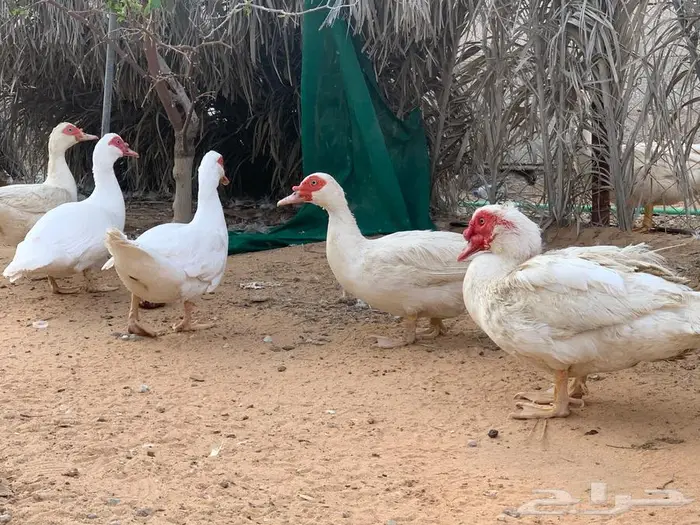 للبيع صوص فروخ بط بح ابيض 3