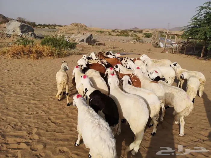 اضحيتك لباب بيتك 9