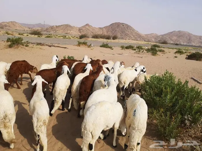 اضحيتك لباب بيتك 11