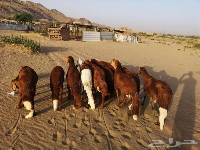 اضحيتك لباب بيتك 0