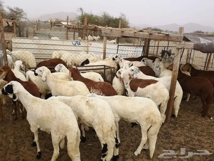 اضحيتك لباب بيتك 8