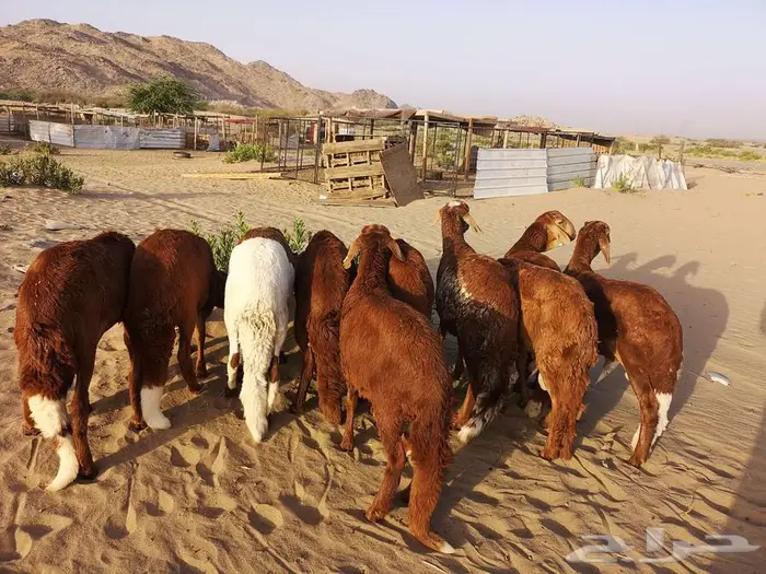 اضحيتك لباب بيتك 2