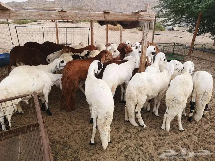 اضحيتك لباب بيتك 5