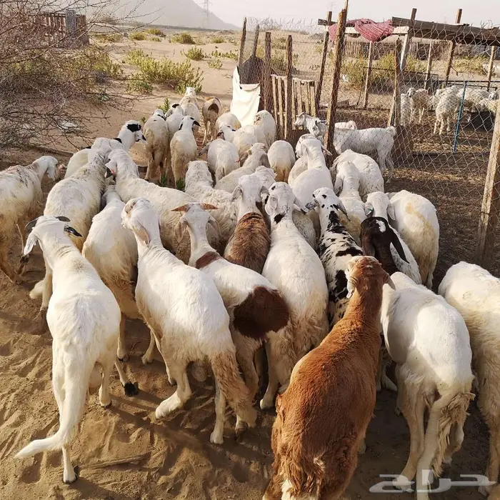 اضحيتك لباب بيتك 10