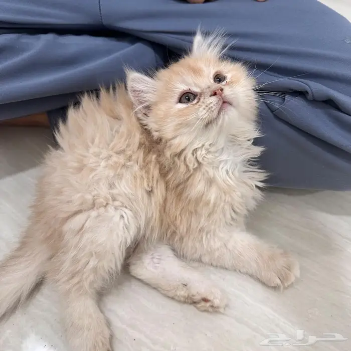 قطط صغيره للبيع 6