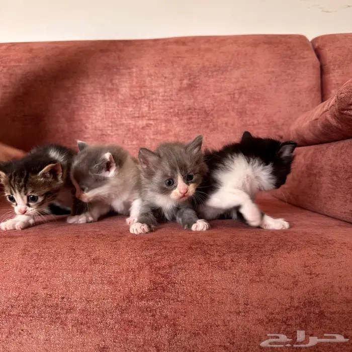 قطط صغيره للبيع 2