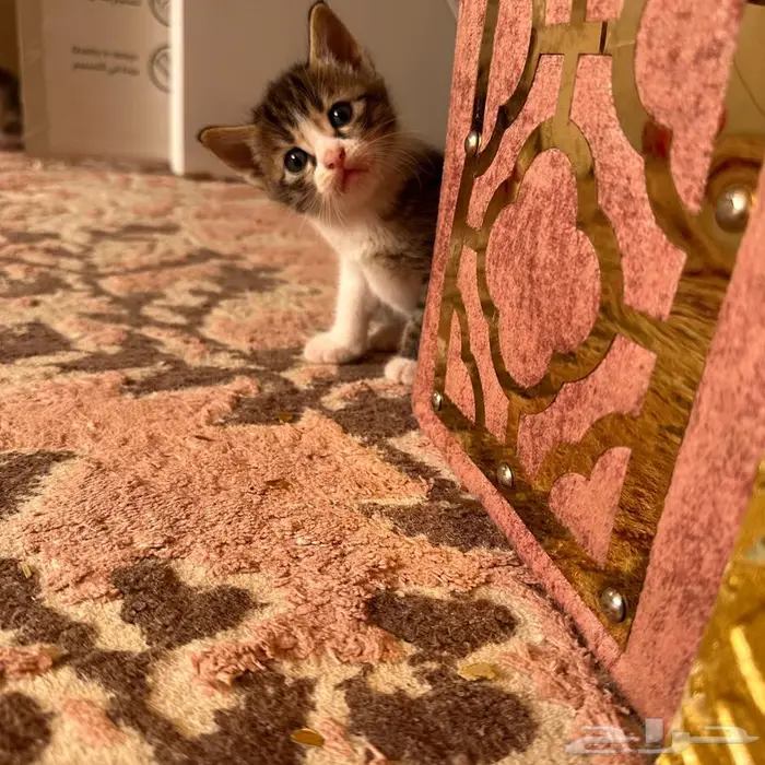 قطط صغيره للبيع 4