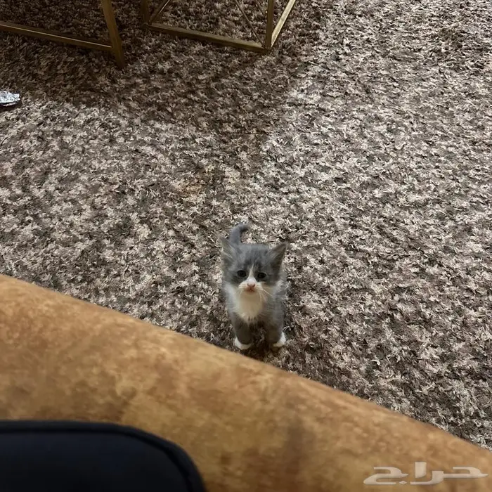 قطط صغيره للبيع 3