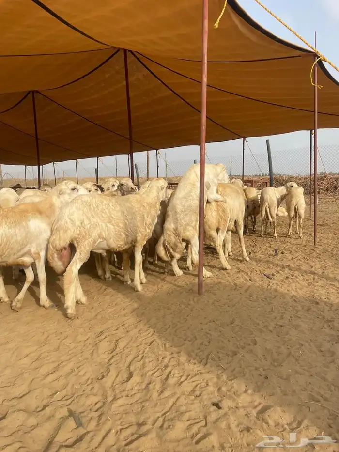 خرفان رفيدي 12