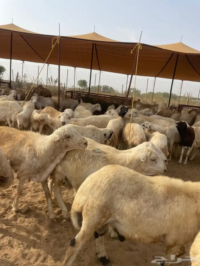 خرفان رفيدي 19