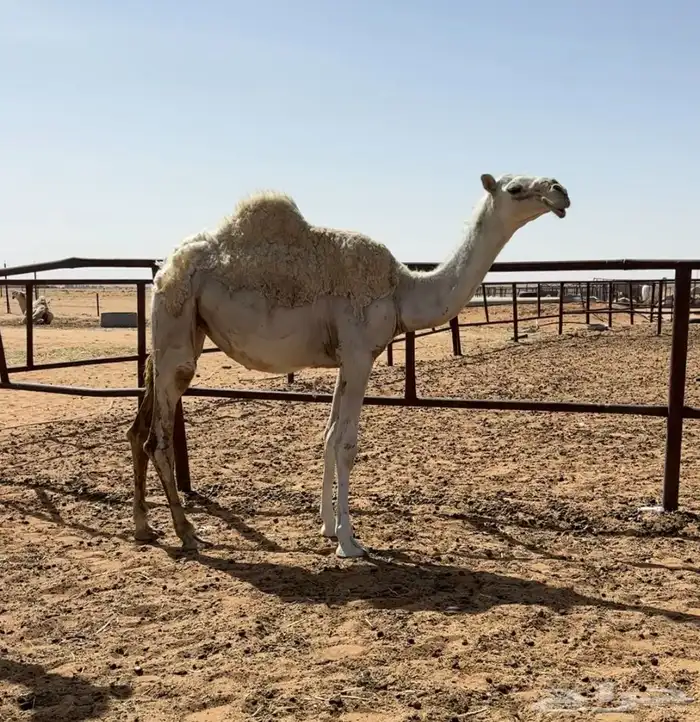 بكره مفروده طيبه 1