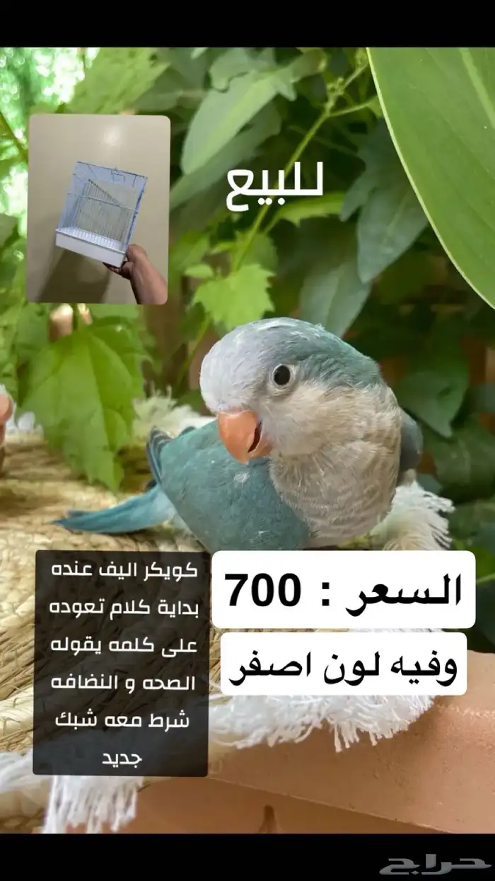 طيور اليفه للبيع 0