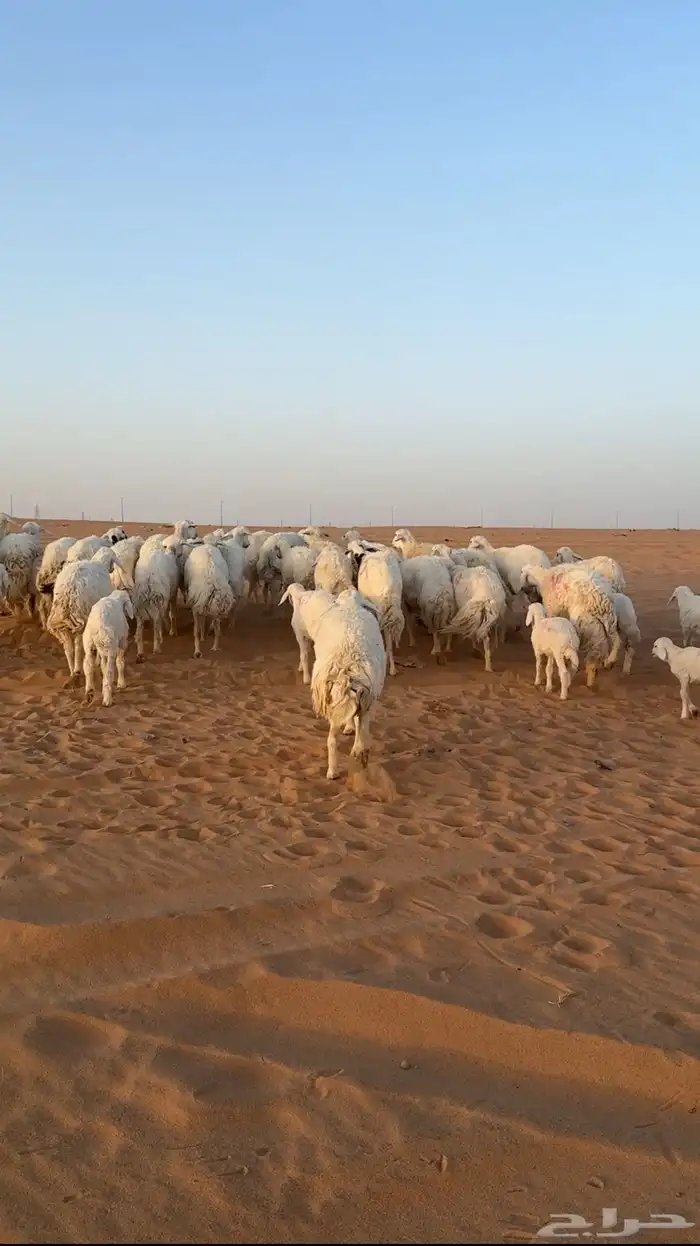 مراح غنم حريات متابيع ( تم البيع ) 0